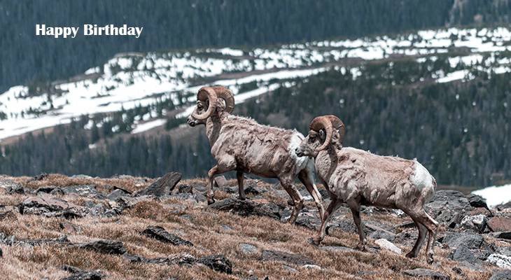 happy birthday wishes, birthday cards, birthday card pictures, famous birthdays, wild animals, mountain sheep