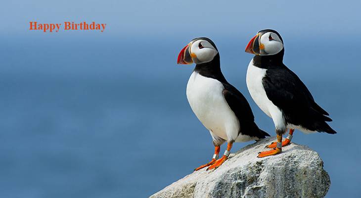 happy birthday wishes, birthday cards, birthday card pictures, famous birthdays, wild birds, puffins, atlantic ocean