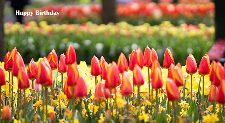 happy birthday wishes, birthday cards, birthday card pictures, famous birthdays, tulips, tulip fields, red, yellow, flowers
