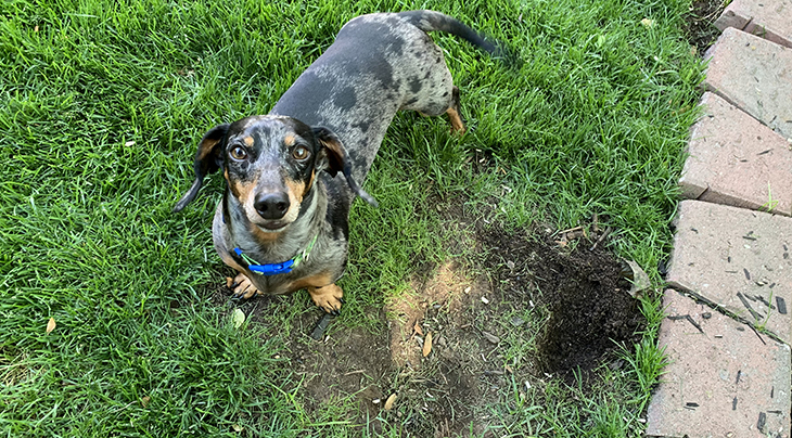 mini dachshunds, dapple dachshund, digging dogs, pets, small dogs, holes in yard