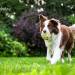 happy birthday wishes, birthday cards, birthday card pictures, famous birthdays, dog, collie, green grass