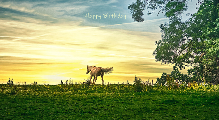 happy birthday wishes, birthday cards, birthday card pictures, famous birthdays, horse, animal, sunset, ireland, belfast, burn equestrian centre