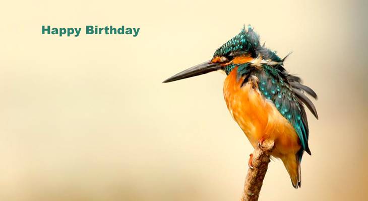 happy birthday wishes, birthday cards, birthday card pictures, famous birthdays, woodpecker, wild birds, yellow, orange, blue