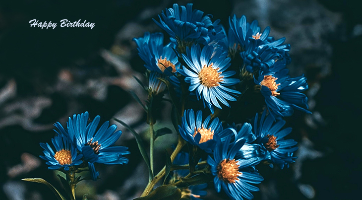 happy birthday wishes, birthday cards, birthday card pictures, famous birthdays, blue, flowers, daisy