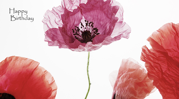 happy birthday wishes, birthday cards, birthday card pictures, famous birthdays, red, pink, flowers, icelandic poppies, oriental poppy