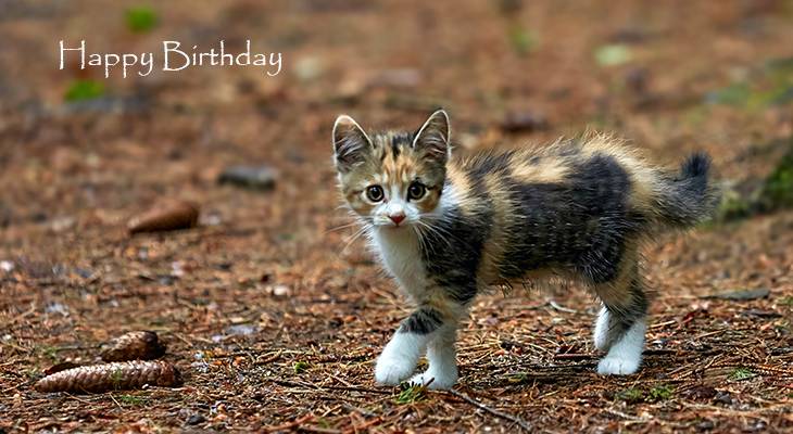 happy birthday wishes, birthday cards, birthday card pictures, famous birthdays, cat, kitten tortoiseshell