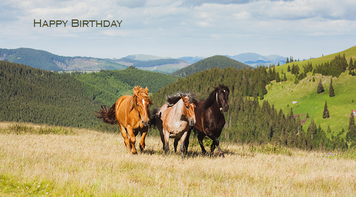 happy birthday wishes, birthday cards, birthday card pictures, famous birthdays, horses, rodna mountains, romania, animals