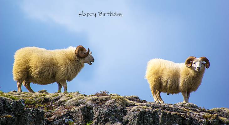 happy birthday wishes, birthday cards, birthday card pictures, famous birthdays, sheep, wild animals, thingvellir, iceland