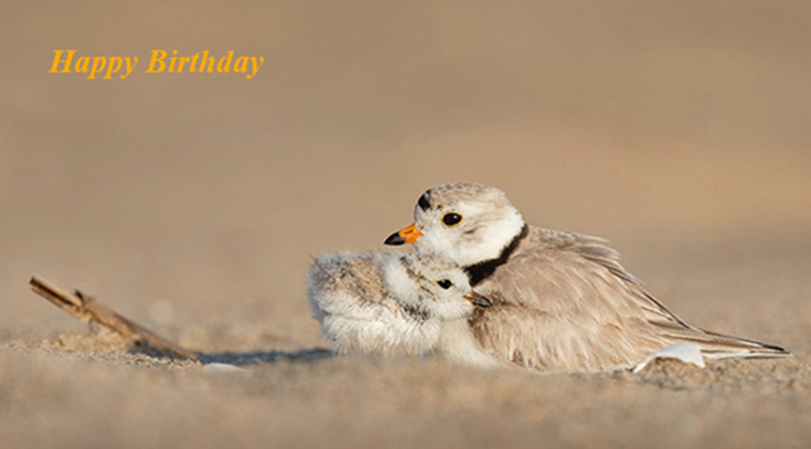 happy birthday wishes, birthday cards, birthday card pictures, famous birthdays, sand, brown birds, mother, baby bird, chick