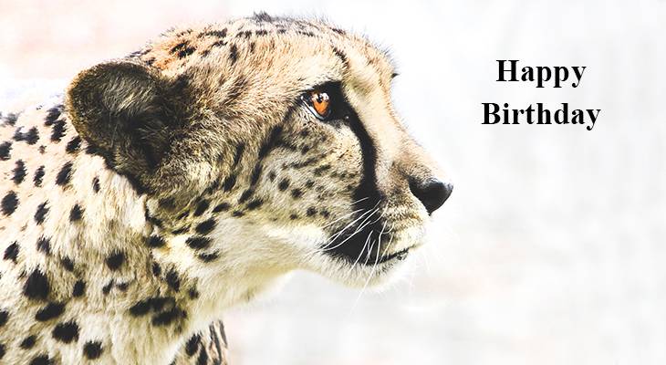 happy birthday wishes, birthday cards, birthday card pictures, famous birthdays, cheetah, big cats, african animals, wild animal