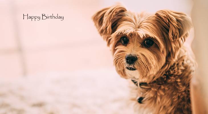 happy birthday wishes, birthday cards, birthday card pictures, famous birthdays, small dog, puppy, baby animals,