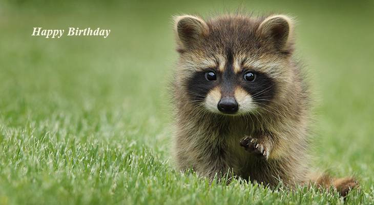 happy birthday wishes, birthday cards, birthday card pictures, famous birthdays, raccoon, wild animal, baby animals, green, grass, nature