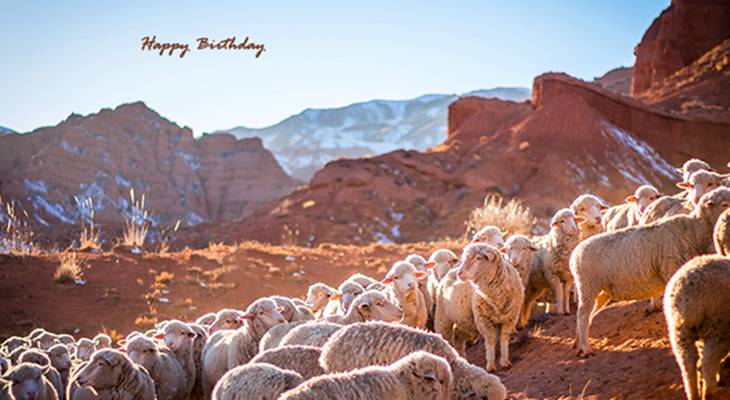 happy birthday wishes, birthday cards, birthday card pictures, famous birthdays, sheep, animals, gebiet tschui, krygyzstan
