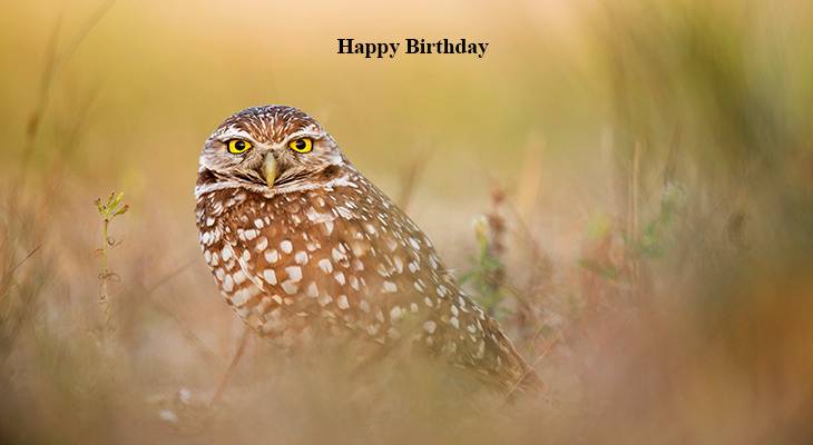 happy birthday wishes, birthday cards, birthday card pictures, famous birthdays, yellow, owl, wild bird,