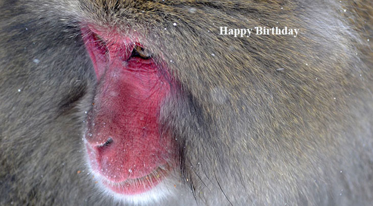 happy birthday wishes, birthday cards, birthday card pictures, famous birthdays, baboon, wild animal, primate, monkey, red face