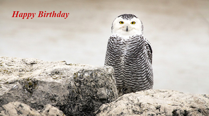 happy birthday wishes, birthday cards, birthday card pictures, famous birthdays, snowy owl, white bird, wild birds, oregon, maumee bay state park