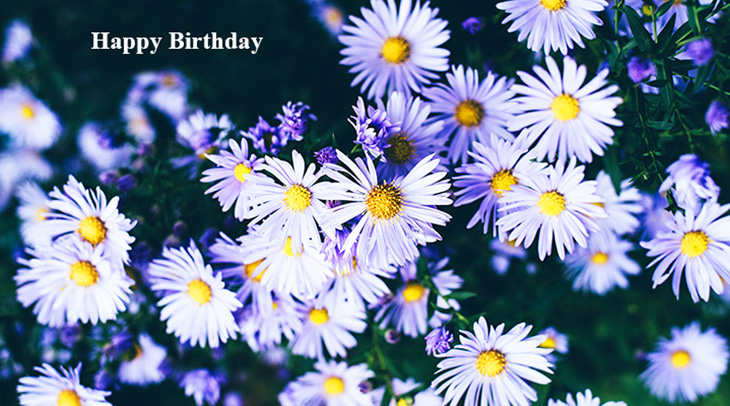 happy birthday wishes, birthday cards, birthday card pictures, famous birthdays, purple flowers, asters