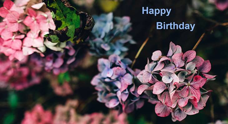 happy birthday wishes, birthday cards, birthday card pictures, famous birthdays, hydrangeas, pink flowers, blue, purple