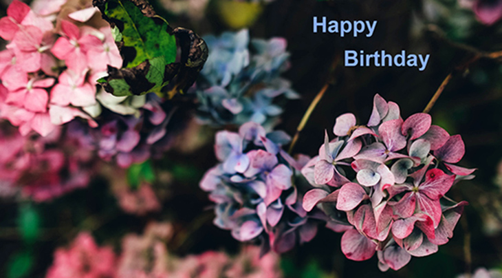 happy birthday wishes, birthday cards, birthday card pictures, famous birthdays, hydrangeas, pink flowers, blue, purple
