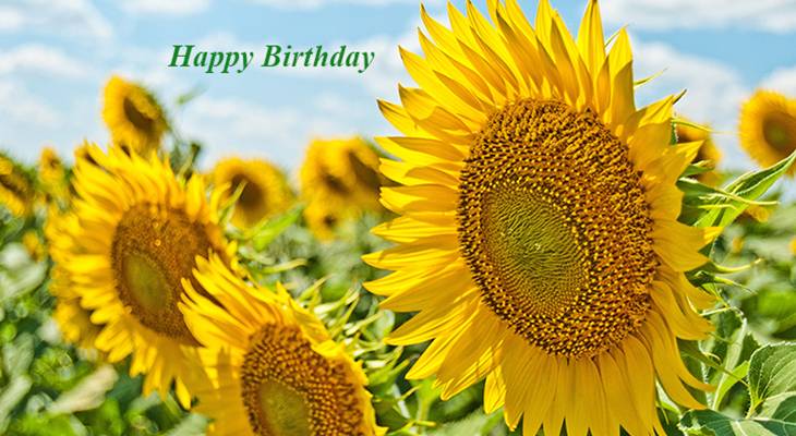 happy birthday wishes, birthday cards, birthday card pictures, famous birthdays, sunflowers, yellow flower, blue sky