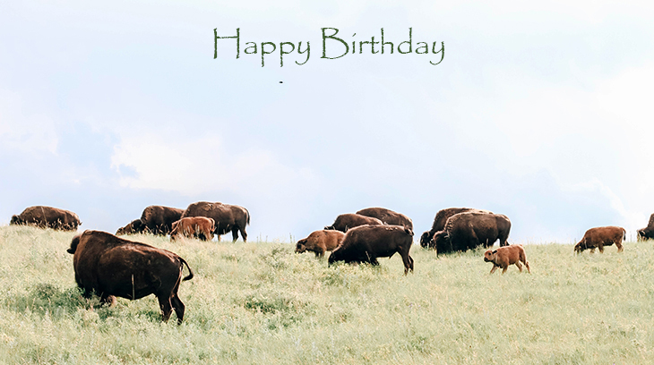 happy birthday wishes, birthday cards, birthday card pictures, famous birthdays, bison, buffalo, wild animals