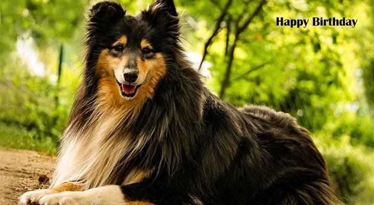 happy birthday wishes, birthday cards, birthday card pictures, famous birthdays, dog, collie, nature