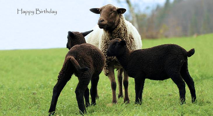 happy birthday wishes, birthday cards, birthday card pictures, famous birthdays, lambs, sheep, baby animals, farm animals, ewe