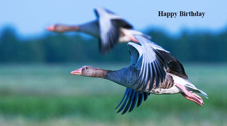 happy birthday wishes, birthday cards, birthday card pictures, famous birthdays, geese, blue, wild birds