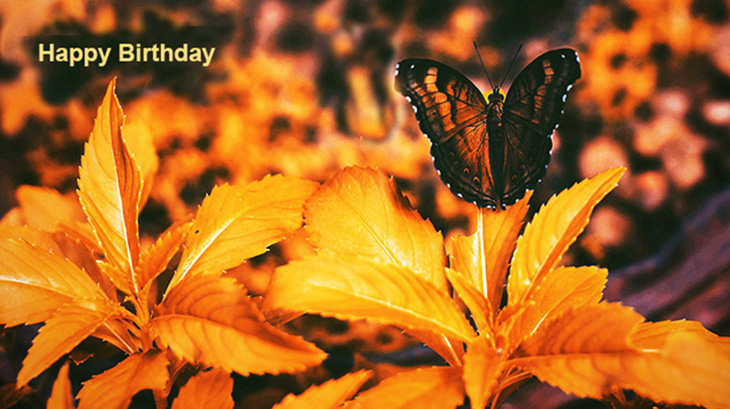happy birthday wishes, birthday cards, birthday card pictures, famous birthdays, butterfly, gold, leaves, autumn, orange