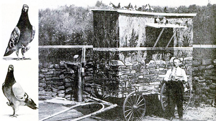pigeons, flying corps, world war i, wwi, pigeon coop, dove cote, message delivery services, homing birds, carrier pigeons, flying messengers, flying squad, aerodrome, disguise,  