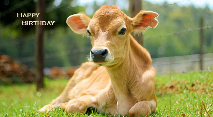 happy birthday wishes, birthday cards, birthday card pictures, famous birthdays, calf, brown cow, baby animal