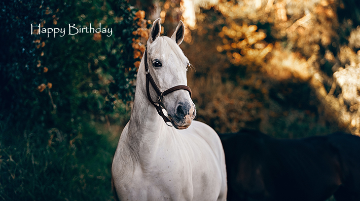 happy birthday wishes, birthday cards, birthday card pictures, famous birthdays, white, horse, animal