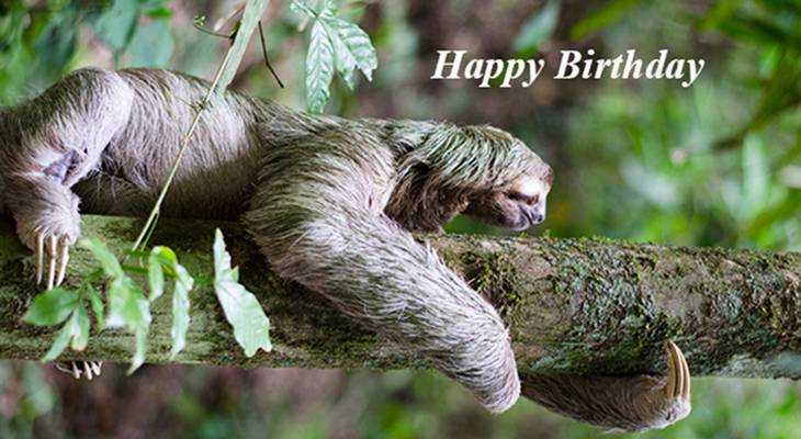 happy birthday wishes, birthday cards, birthday card pictures, famous birthdays, giant sloth, wild animal
