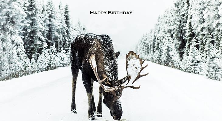 happy birthday wishes, birthday cards, birthday card pictures, famous birthdays, moose, winter, snow, trees
