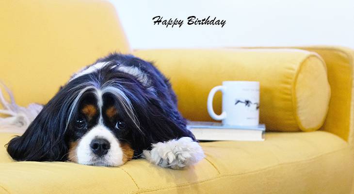 happy birthday wishes, birthday cards, birthday card pictures, famous birthdays, small dog, puppy, coffee, book, relaxing, lhasa apso, shih tzu