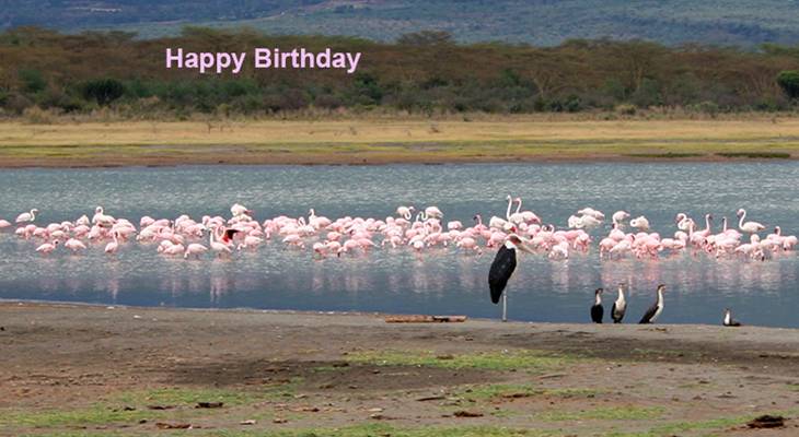 happy birthday wishes, birthday cards, birthday card pictures, famous birthdays, wild birds, pink, flamingos, marabou storks, white crested cormorants, 