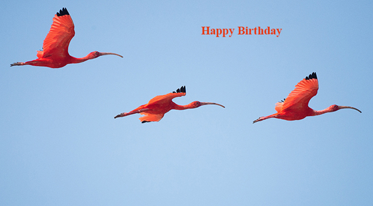 happy birthday wishes, birthday cards, birthday card pictures, famous birthdays, pink, wild birds, flamingos, 