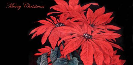 christmas card, poinsettias, american artist, paul de longpre, magazine cover, illustrations, ladies home journal, 1910, illlustrator, painter, paintings, red flowers, merry christmas