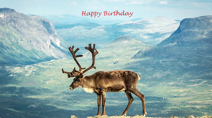 happy birthday wishes, birthday cards, birthday card pictures, famous birthdays, reindeer, wild animal, norway, notunheimen, national park