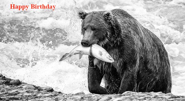 happy birthday wishes, birthday cards, birthday card pictures, famous birthdays, bear, fish, wild animal, river