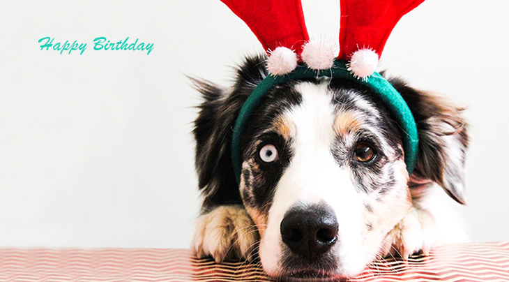 happy birthday wishes, birthday cards, birthday card pictures, famous birthdays, dog, bells, christmas, puppy
