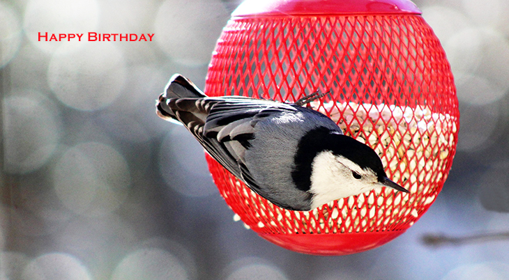 happy birthday wishes, birthday cards, birthday card pictures, famous birthdays, wild bird, white breasted nuthatch, bird feeder, red