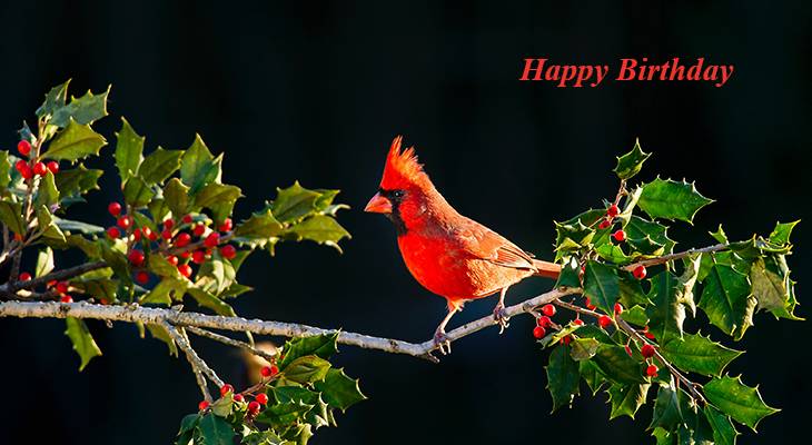 happy birthday wishes, birthday cards, birthday card pictures, famous birthdays, red bird, cardinal, wild birds, mistletoe, christmas, holly
