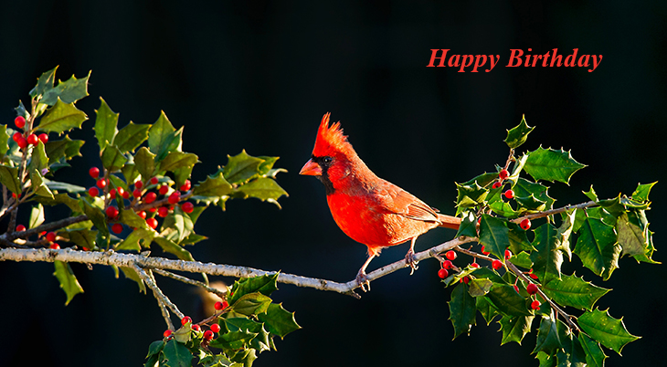happy birthday wishes, birthday cards, birthday card pictures, famous birthdays, red bird, cardinal, wild birds, mistletoe, christmas, holly