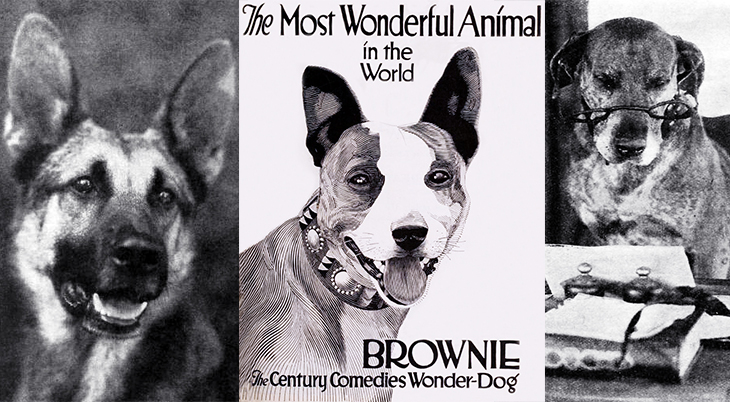 1921, movies, famous dogs, movie dogs, strongheart, first national pictures, brownie, wonder dog, century films, keystone teddy, mack sennet tcomedies