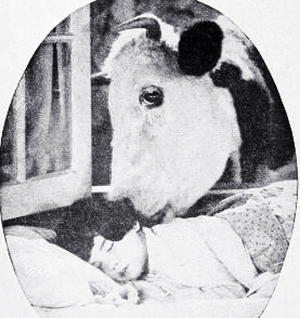 captain january, 1924, silent movie, actors, film stars, child actor, baby peggy, cow