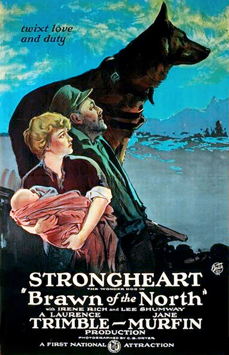 strongheart, 1922, movie dog, silent films, german shepherd, police dog, laurence trimble movies, brawn of the north, movie poster, animal actors, silent movie stars, irene rich, lee shumway