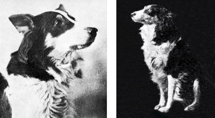 jean the dog, the vitagraph dog, rough collie, silent movies, dog film stars, silent films, actors, american actress, movie star, florence turner, turner film company, turner films, 1912, 1913, movies, jeans evidence, jean and the calico doll,