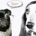 pug, basset hound, dog health issues, dogs, canine diseases, treatments,