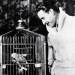 american actor, john gilbert, jack gilbert, silent films, movie star, pet bird, parrot, fashion, menswear, sweater, 1929, 1920s